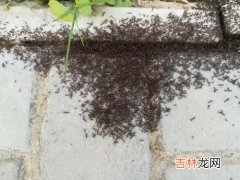 为什么蚂蚁搬家要下雨,为什么蚂蚁搬家就表示要下雨？