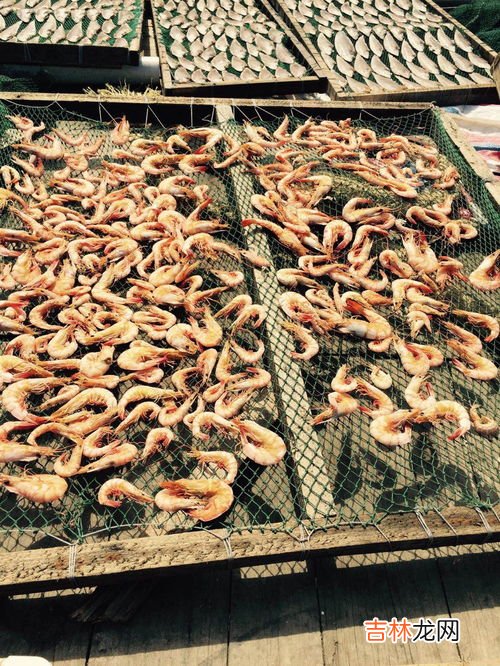 皮皮虾的功效与禁忌,皮皮虾的相克食物 皮皮虾不能和哪些食物一起吃?