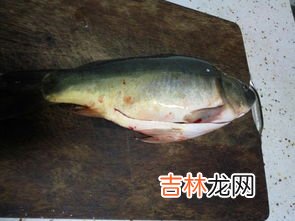 三道鳞是什么鱼类,三道鳞鱼属于海鲜吗