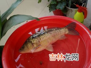 三道鳞是什么鱼类,三道鳞鱼属于海鲜吗