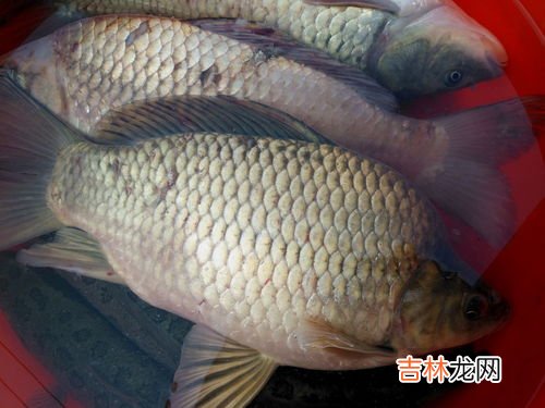 三道鳞是什么鱼类,三道鳞鱼属于海鲜吗