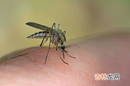 蚊子怎么发现人在哪,蚊子是怎么知道人在哪里的