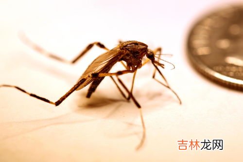 蚊子怎么发现人在哪,蚊子是怎么知道人在哪里的