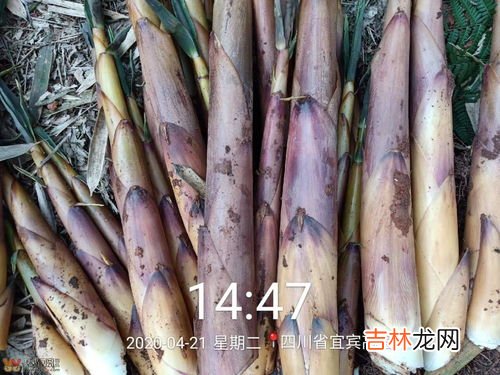 竹笋苦是怎么回事可以吃吗,竹笋是很多人最喜欢的美食,但往往会发苦,这是为什么?