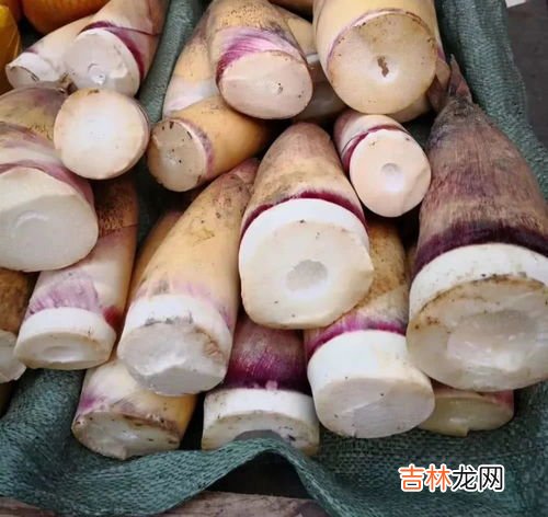 竹笋苦是怎么回事可以吃吗,竹笋是很多人最喜欢的美食,但往往会发苦,这是为什么?