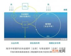 速率和速度的区别,速度与速率一样吗