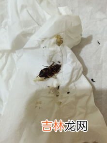 婪步甲是不是蟑螂,中华婪步甲是不是蟑螂？