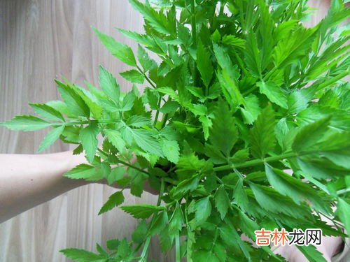野芹菜有毒吗,野芹菜能吃吗？