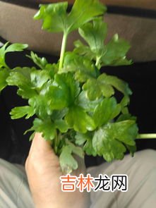 野芹菜有毒吗,野芹菜能吃吗？