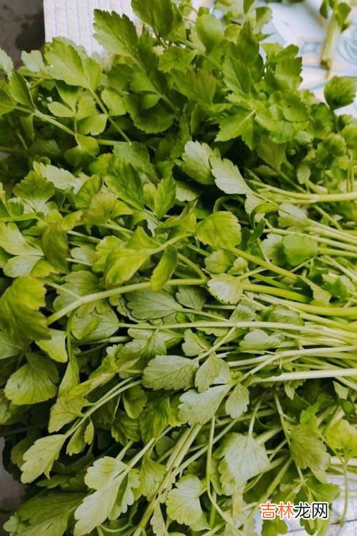 野芹菜有毒吗,野芹菜能吃吗？