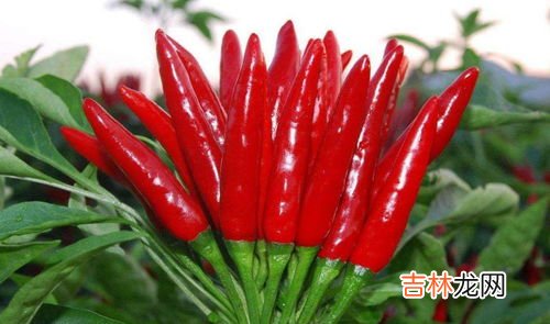 小米椒和朝天椒的区别,朝天椒和小米辣是一个品种吗