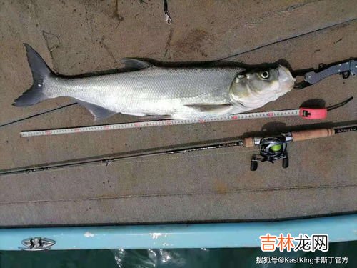 什么是翘嘴,什么是翘嘴啊?常不常见啊?好不好吃啊?
