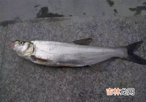 什么是翘嘴,什么是翘嘴啊?常不常见啊?好不好吃啊?