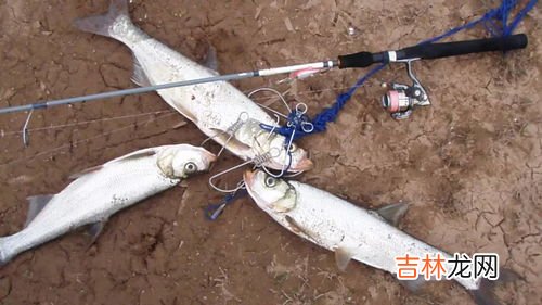 什么是翘嘴,什么是翘嘴啊?常不常见啊?好不好吃啊?