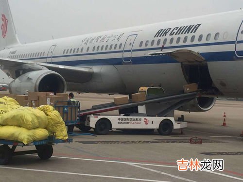 怎样空运宠物,宠物狗如何空运？