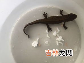 蛤蚧是啥动物,蛤蚧是什么动物