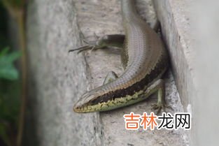 蛤蚧是啥动物,蛤蚧是什么动物