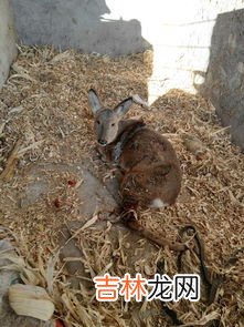 蛤蚧是啥动物,蛤蚧是什么动物