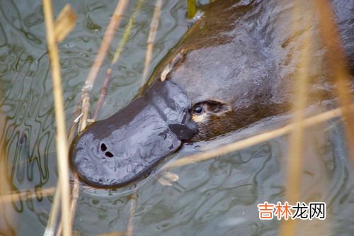 鸭嘴兽一般生活在哪里,鸭嘴兽在哪里?