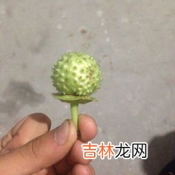 提子 提子根部有一圈白色是坏了吗,葡萄上面的一层白色东西是什么？