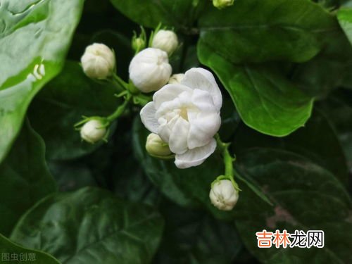 茉莉花是否有毒呢,茉莉花有毒吗