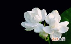 茉莉花是否有毒呢,茉莉花有毒吗