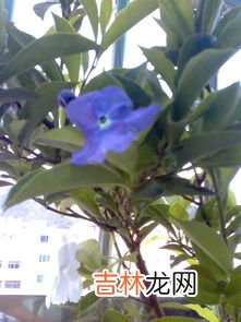 茉莉花是否有毒呢,茉莉花有毒吗