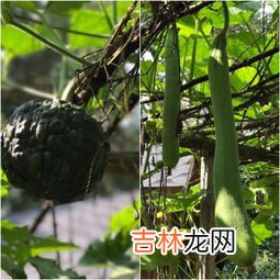 南瓜和蘑菇能一起吃吗,南瓜能不能和菌类在一起煮起吃