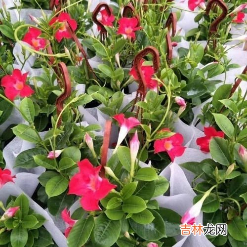 爬墙花卉有哪些,爬墙的花有哪些
