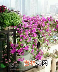 爬墙花卉有哪些,爬墙的花有哪些