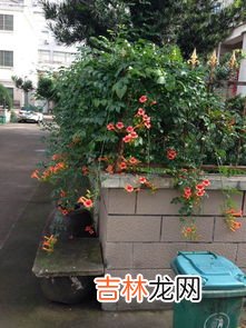 爬墙花卉有哪些,爬墙的花有哪些