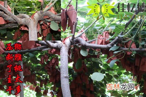 猕猴桃属于什么种类的水果,猕猴桃属于什么种类