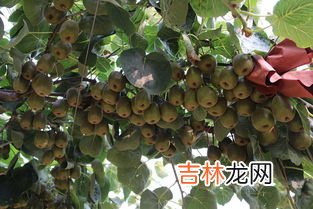 猕猴桃属于什么种类的水果,猕猴桃属于什么种类