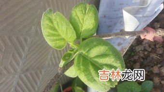 猕猴桃属于什么种类的水果,猕猴桃属于什么种类