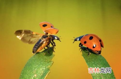 七星瓢虫在哪里出现,在干什么,七星瓢虫会捉棉花什么上的害虫，七星瓢虫的分布区域在哪里