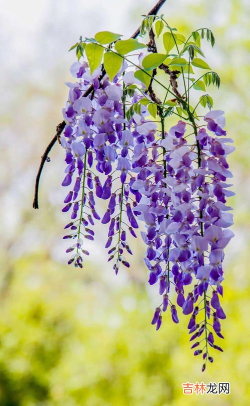 紫藤花能吃吗,哪种紫藤花不能吃？