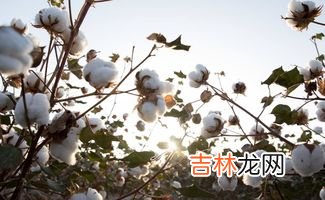 棉花的种子长什么样子,棉花种子种植方法，棉花怎么播种