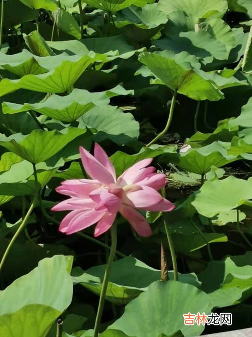 花里花哨什么意思,花里胡哨的意思是什么