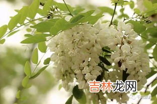 洋槐花怎么保存时间长,洋槐花的储存方法 如何保存洋槐花