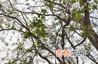 棉花树长什么样,棉花是树吗，长什么样子