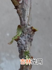 棉花树长什么样,棉花是树吗，长什么样子