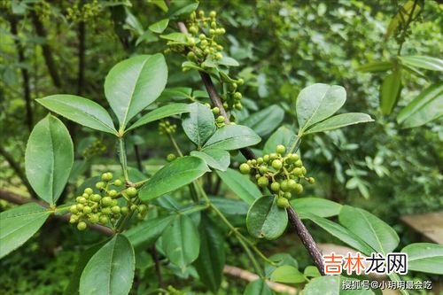 干花椒怎么保存不跑味,花椒怎样保存才新鲜不跑味