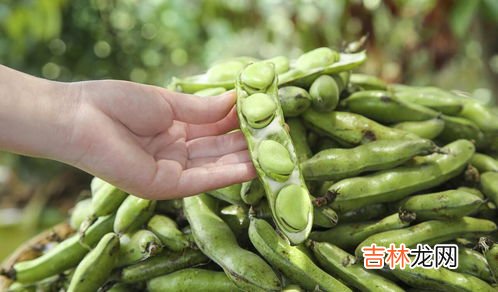 蚕豆在哪里有的买,想买点生蚕豆了，找了好几个地方都没有卖的，榆次哪有卖的？求地址