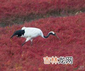 仙鹤寓意是什么,仙鹤的象征意义