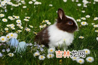 兔子属于什么动物,兔子是什么动物