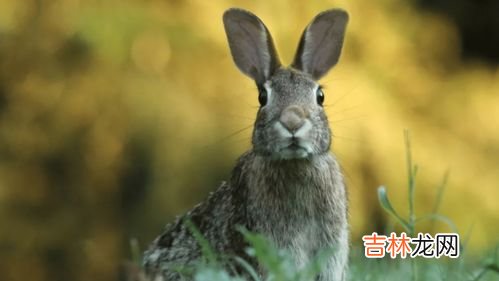 兔子属于什么动物,兔子是什么动物