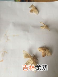 蚕蛾下卵后怎么处理蚕卵,蚕卵怎么保存而不让他孵化啊？