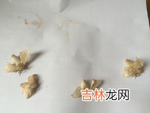 蚕蛾下卵后怎么处理蚕卵,蚕卵怎么保存而不让他孵化啊？