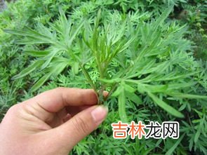 艾草能吃吗怎么吃法,艾蒿能吃吗怎么吃