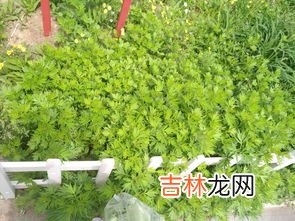 艾草能吃吗怎么吃法,艾蒿能吃吗怎么吃